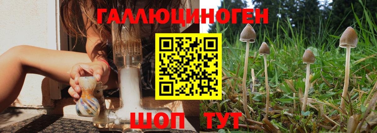 Карачаевск  Галлюциногенные грибы Psilocybine cubensis  Псилоцибиновые грибы Cubensis  Вход с VPN 