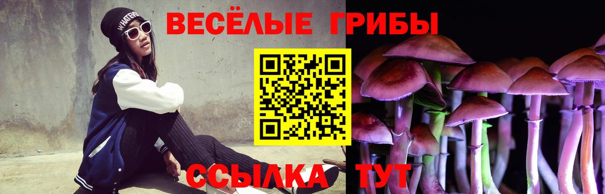 Псилоцибиновые грибы Psilocybe Карачаевск